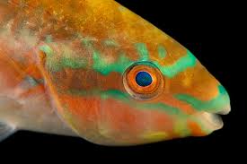 Image result for Scarus taeniopterus