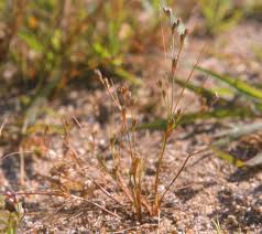 Attēlu rezultāti vaicājumam “Juncus bufonius fruit”