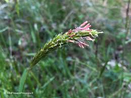 Attēlu rezultāti vaicājumam “Anthoxanthum odoratum fruit”