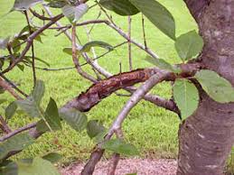 Attēlu rezultāti vaicājumam “Trichia botrytis var. cerifera macro”