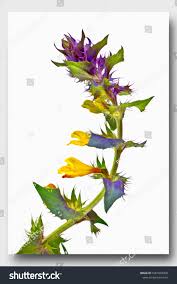 Attēlu rezultāti vaicājumam “Melampyrum nemorosum”