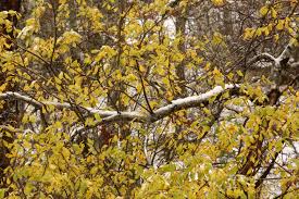 Attēlu rezultāti vaicājumam “Salix aurita leaf”