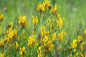 Image result for Genista tinctoria