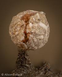 Attēlu rezultāti vaicājumam “Hemitrichia decipiens young”