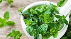 Image result for Pfefferminze