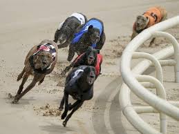 Image result for Reading Greyhound Track