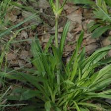 Attēlu rezultāti vaicājumam “Silene viscaria leaf”
