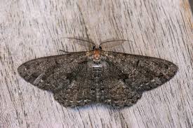 Attēlu rezultāti vaicājumam “Hypomecis roboraria”