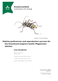 Attēlu rezultāti vaicājumam “Plagionotus detritus imago”