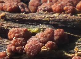 Attēlu rezultāti vaicājumam “Hypocrea rufa”