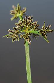 Attēlu rezultāti vaicājumam “Cyperus fuscus”