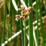 Attēlu rezultāti vaicājumam “Schoenoplectus lacustris subsp. glaucus flower”