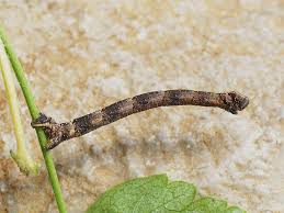Attēlu rezultāti vaicājumam “Eulithis prunata”