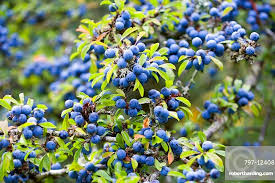 Attēlu rezultāti vaicājumam “Prunus spinosa fruit”