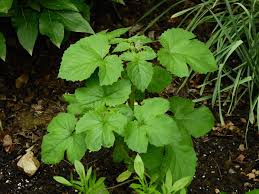 Attēlu rezultāti vaicājumam “Dactylorhiza fuchsii bud”