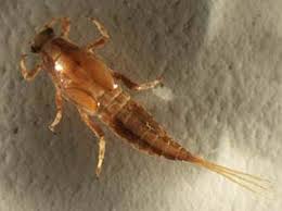 Attēlu rezultāti vaicājumam “Ephemeroptera larvae”