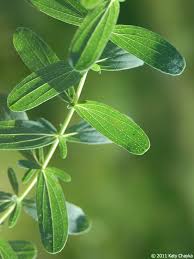 Image result for Hypericum perforatum