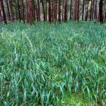 Attēlu rezultāti vaicājumam “Brachypodium sylvaticum”