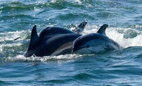 Image result for Leucopleurus acutus