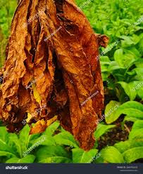 Attēlu rezultāti vaicājumam “Nicotiana tabacum leaf”