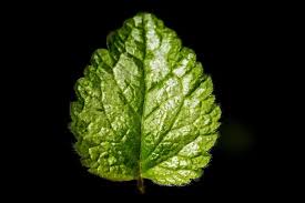 Attēlu rezultāti vaicājumam “Lamiastrum galeobdolon leaf”