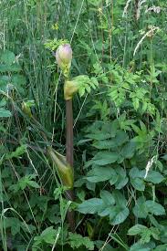 Image result for Angelica silvestris