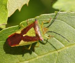 Attēlu rezultāti vaicājumam “Chlorochroa juniperina”