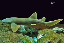 Image result for Ginglymostoma cirratum