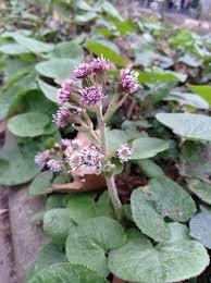 Attēlu rezultāti vaicājumam “Petasites spurius flower”