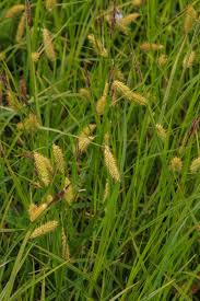 Attēlu rezultāti vaicājumam “Carex vesicaria”