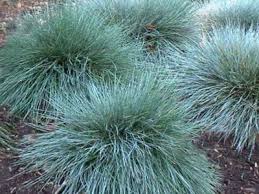 Attēlu rezultāti vaicājumam “Festuca ovina flower”