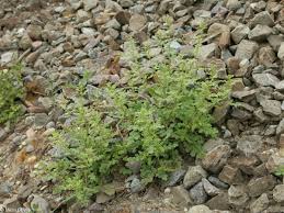 Image result for Chenopodium botrys