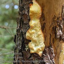 Attēlu rezultāti vaicājumam “Diplomitoporus flavescens”