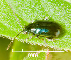 Attēlu rezultāti vaicājumam “Altica sp.”