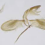 Attēlu rezultāti vaicājumam “Monopis weaverella”