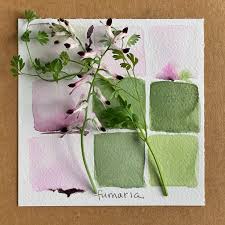 Attēlu rezultāti vaicājumam “Fumaria officinalis flower”