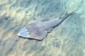 Image result for Rhinobatos rhinobatos