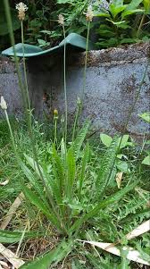 Attēlu rezultāti vaicājumam “Plantago media leaf”