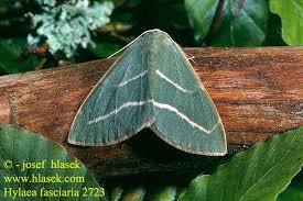 Attēlu rezultāti vaicājumam “Hylaea fasciaria”