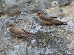 Image result for Ptyonoprogne rupestris