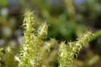 Attēlu rezultāti vaicājumam “Rhytidiadelphus squarrosus”