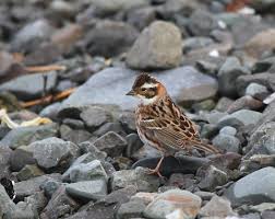 Image result for Emberiza rustica