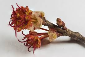 Attēlu rezultāti vaicājumam “Acer saccharinum flower”