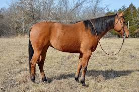 Image result for horse girl gun