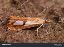 Attēlu rezultāti vaicājumam “Catoptria margaritella”