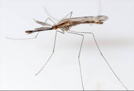 Attēlu rezultāti vaicājumam “Nematocera”