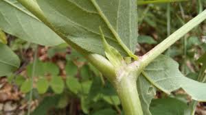 Attēlu rezultāti vaicājumam “Astragalus glycyphyllos leaf”