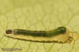 Attēlu rezultāti vaicājumam “Caliroa annulipes”