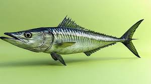 Image result for Scomberomorus cavalla