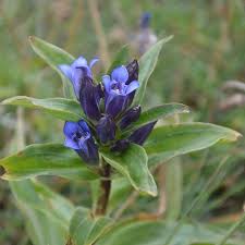 Attēlu rezultāti vaicājumam “Gentiana cruciata bud”